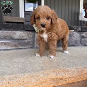 Zara, Mini Goldendoodle Puppy